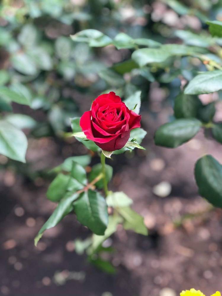 Троянда червона Престиж, 50-60 см