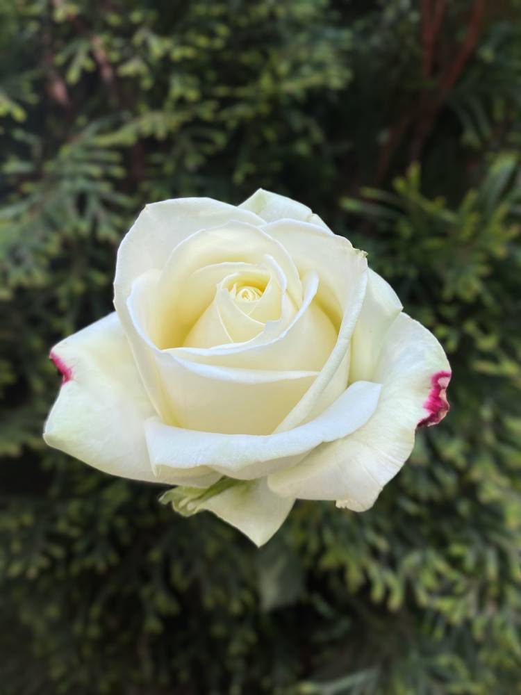 Роза белая Премиум, 80 см