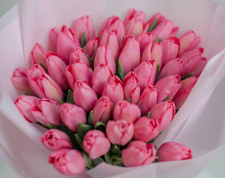Букет 51 рожевий тюльпан