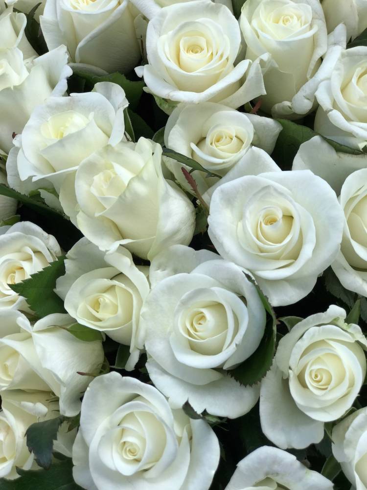 Букет 101 біла троянда 