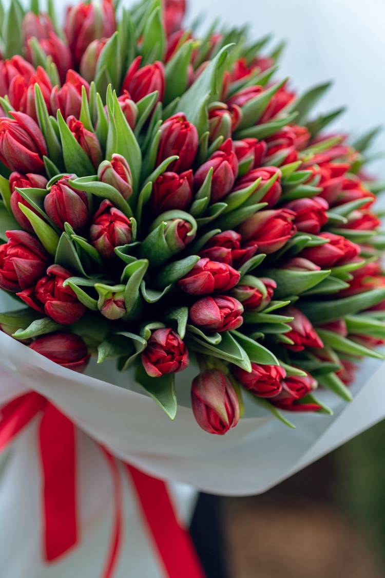 Букет 101 червоний піоновидний тюльпан