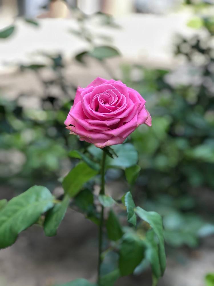 Роза розовая, 50-60 см