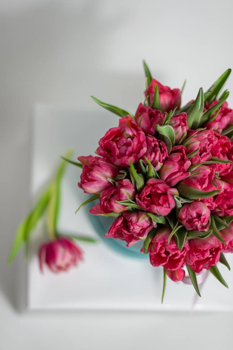 25 червоних піоновидних тюльпанів в коробці
