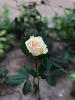 Роза кремовая  (50-60см) - заказ и доставка цветов Киев