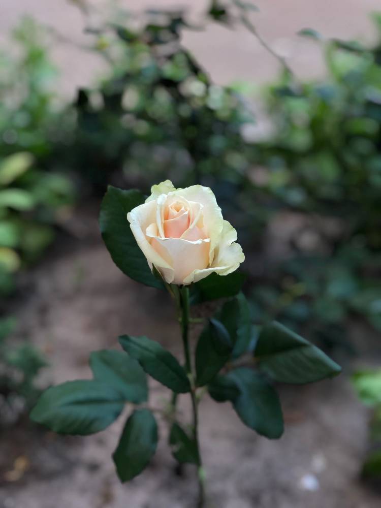 Троянда кремова (50-60см)