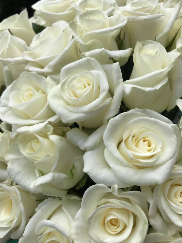 51 біла троянда 