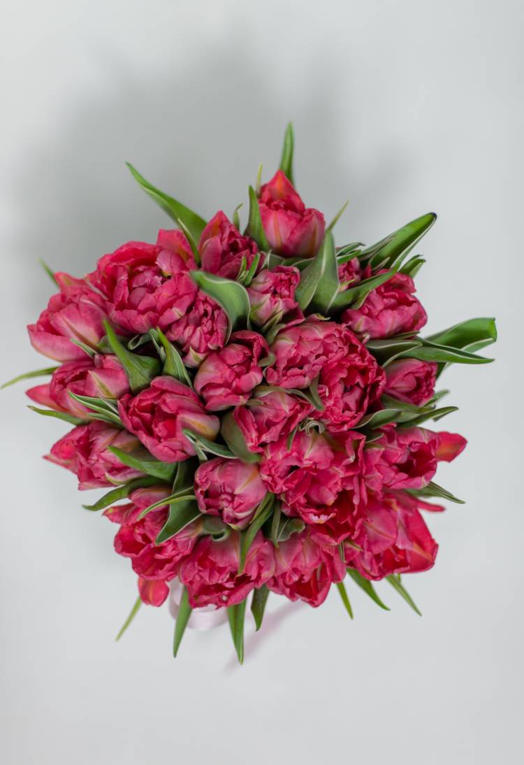 25 червоних піоноподібних тюльпанів у коробці