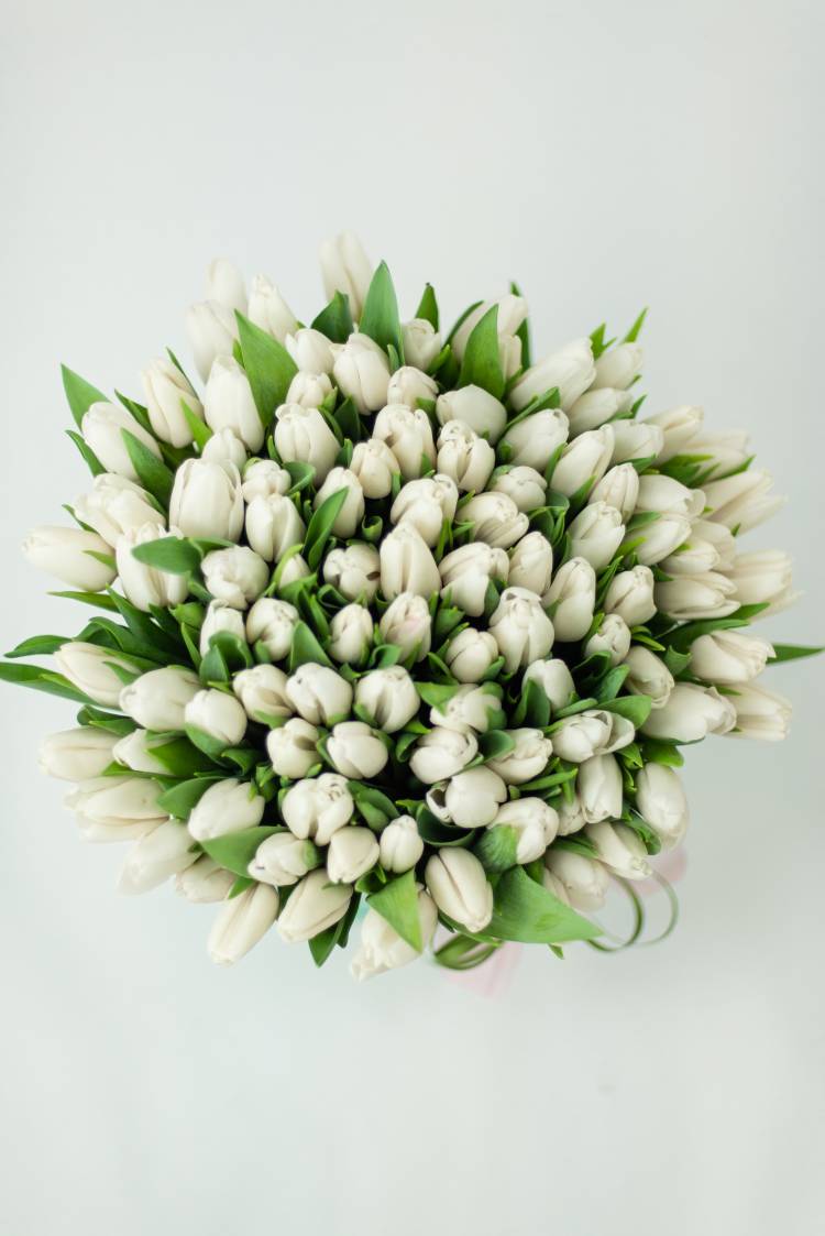 101 білий тюльпан в коробці