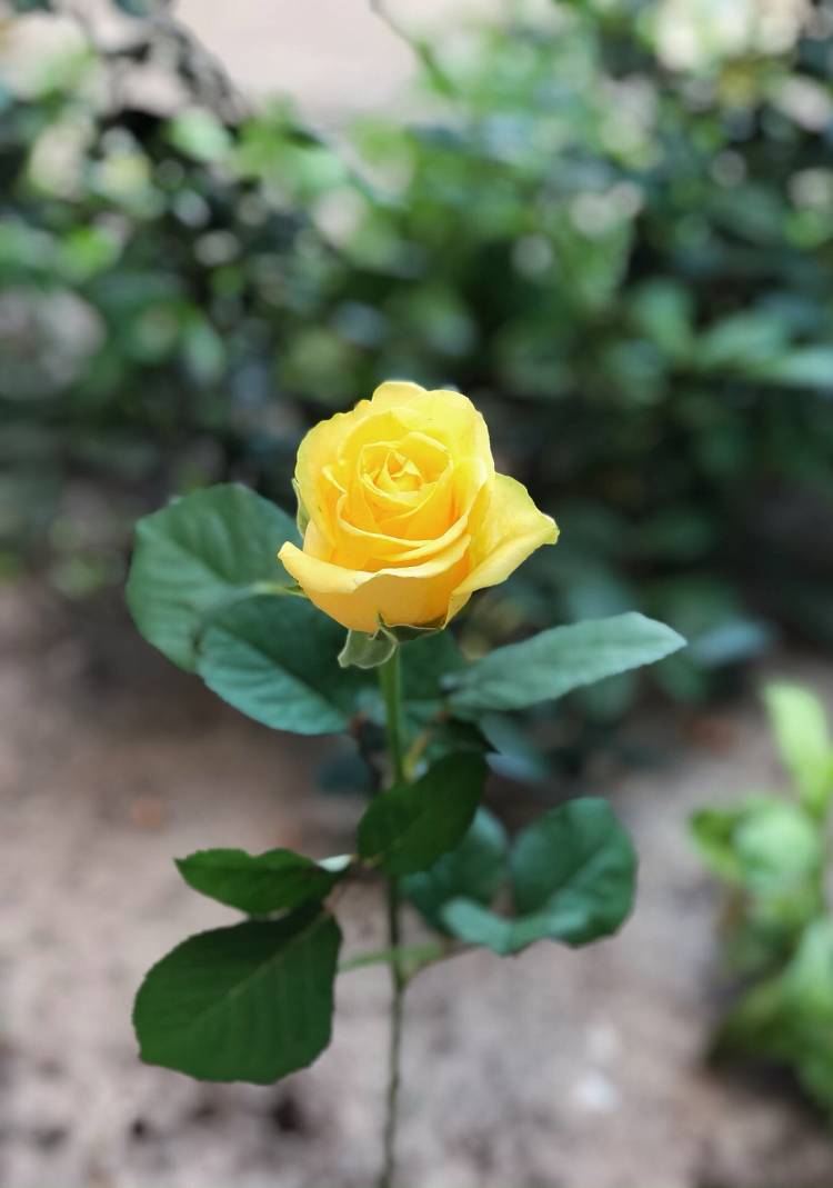 Роза желтая, 50 см