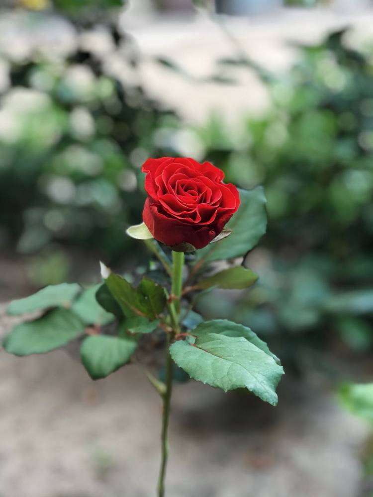 Троянда червона Ель Торо, 50см