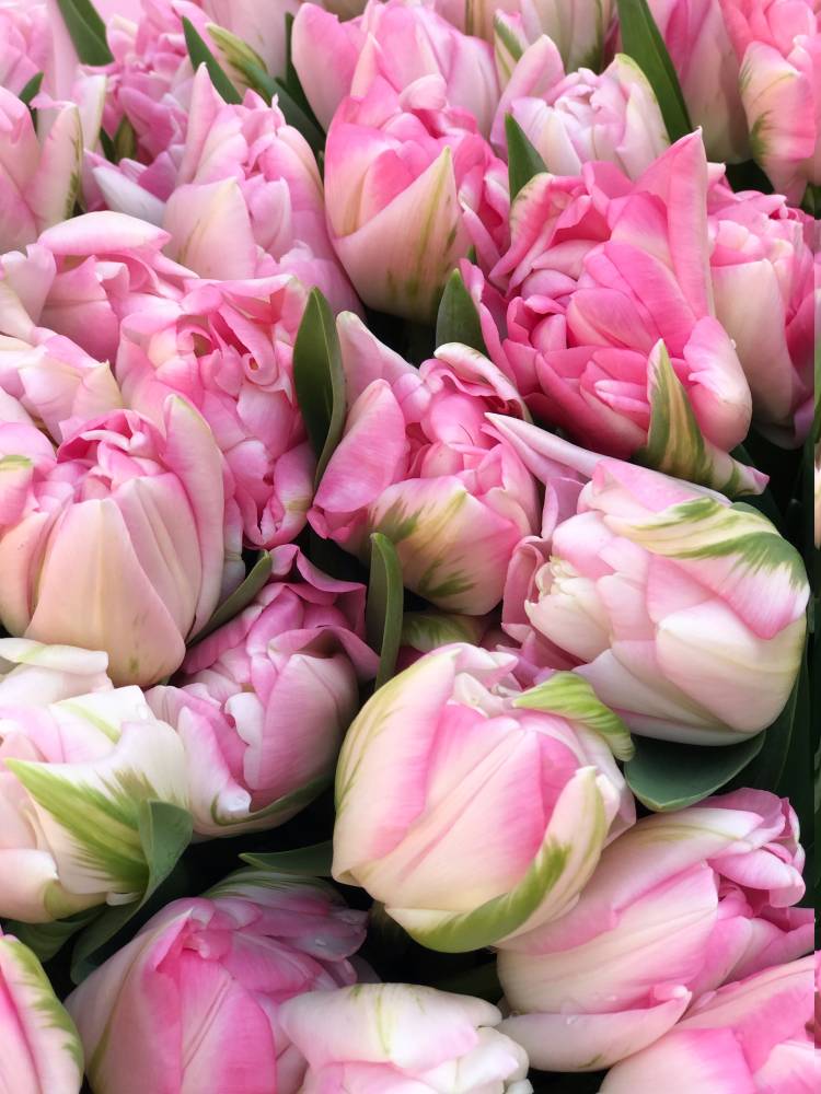Букет 25 розовых пионовидных тюльпанов