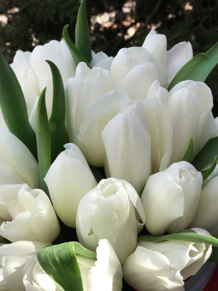 25 білих тюльпанів у коробці