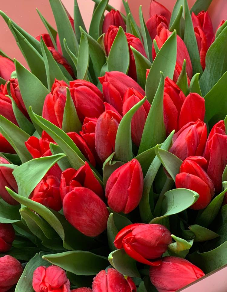 Bouquet of 51 Red Tulips