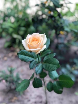 Роза персиковая 50-60см - заказ и доставка цветов Киев
