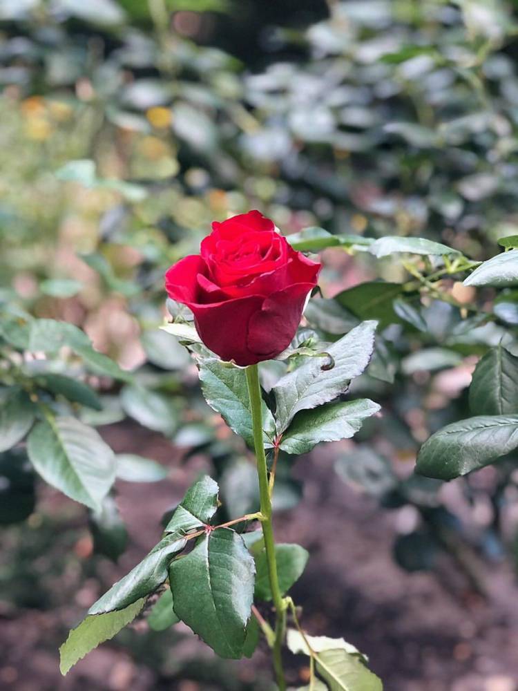 Троянда червона Престиж, 50-60 см