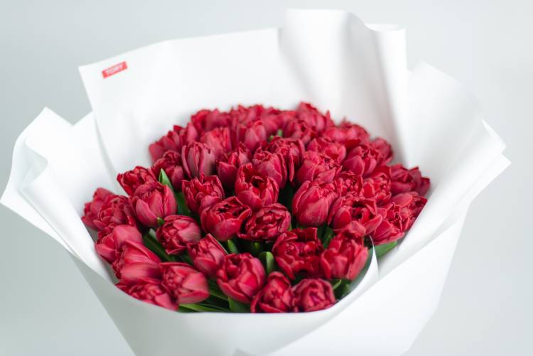 Bouquet of 51 Red-White Tulips